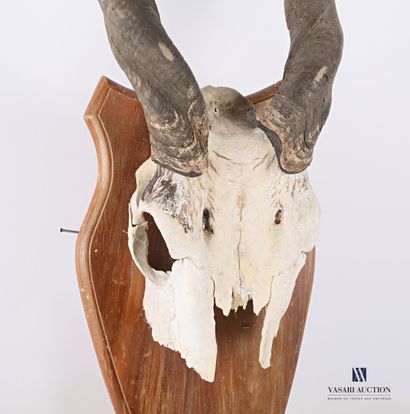 null Female derby eland (Taurotragus derbianus, unregulated) on wooden escutcheon

Height...