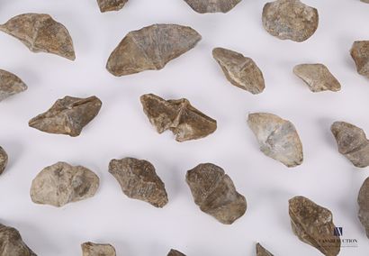null Set of eighty fossils.

Length : from 3,5 to 9 cm