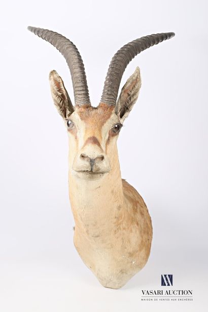 null Trophée de gazelle de Grant (Gazella Grantii, non réglementé), en cape, H. 90...