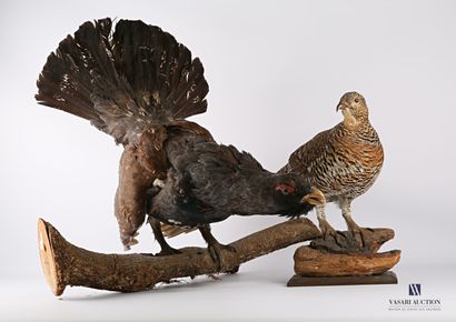 null 
Pair of capercaillie (Tetrao urogallus, pre-regulation) with the male in courtship...