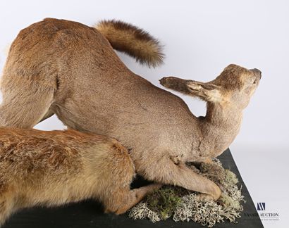 null Chevrette (Capreolus capreolus, not regulated) attacked by two foxes (Vulpes...