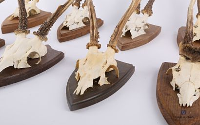 null Set of eight roe deer (Capreolus capreolus, not regulated) on wooden escutcheon.

Height...