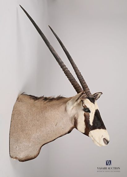 null Oryx (Oryx gazella, not regulated) cape head

Height : 123 cm 123 cm - Width...