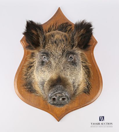 null Wild boar (Sus srofa, not regulated) on wooden escutcheon.

Height : 63 cm 63...