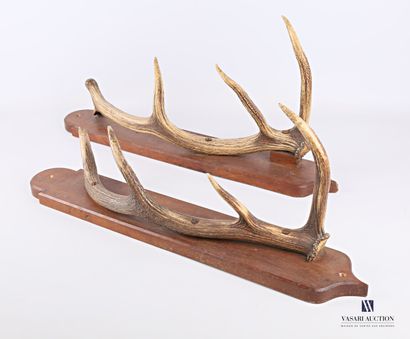 null Two four-horned deer (Cervus elaphus, not regulated) on a wooden base.

Length...