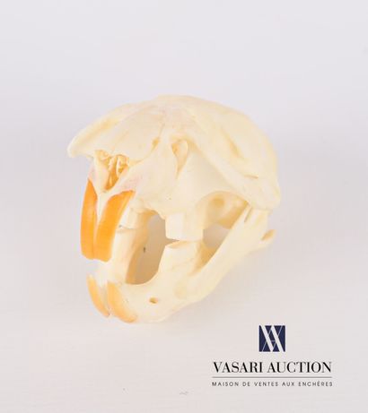 null Gambian rat skull ( Cricetomys gambianus, not regulated)

(Mandible to be reattached)

Height...