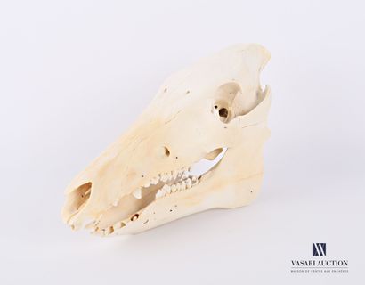 null Skull of a wild boar (Sus Scrofa, not regulated), lower mandible removable

(restorations,...