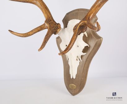 null Sixteen-horned irregular elapid deer (Cervus elpahus, unregulated) with a tag...