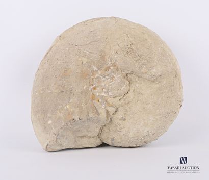null Ammonite fossilisée.

Diam. : 20 cm