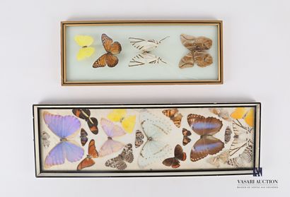null Set of two rectangular frames containing respectively four and twenty butterflies.

(wear...