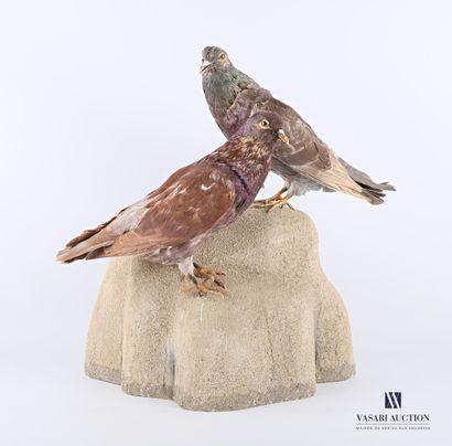 null Pair of domestic pigeons (Columba livia domestica, unregulated), naturalized...