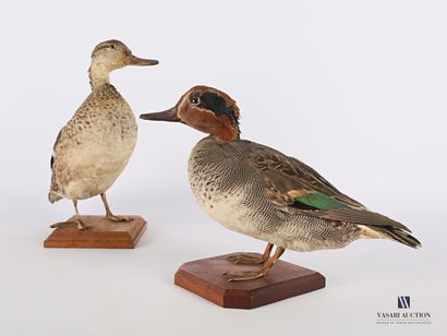 null 
Pair of teal (Anas crecca, pre-regulation), on a wooden base.




(slight wear...