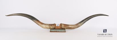 null Pair of bovine horns (Bos taurus domesticus, not regulated) on a wooden base.

Length...
