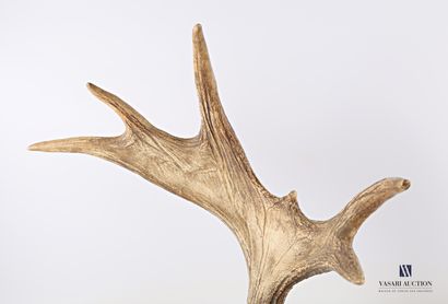 null Lot including an elaphe deer antler (Cervus elaphus, not regulated) on a wooden...