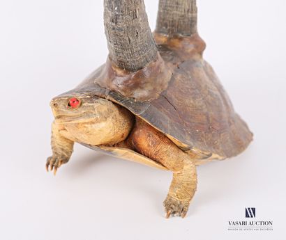 null Chimera on a Florida tortoise base (Trachemis scripta elegans, not regulated)...