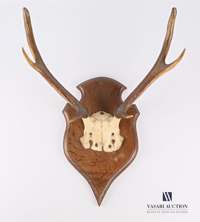 null Elaphe deer (Cervus elaphus, unregulated) forehead with six regular horns on...