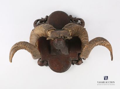 null Ram's forehead (Ovis aries, not regulated) on a carved wooden base

Height :...