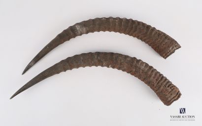 null Pair of roan antelope horns (Hippotragus equinus, not regulated)

Length : 56...