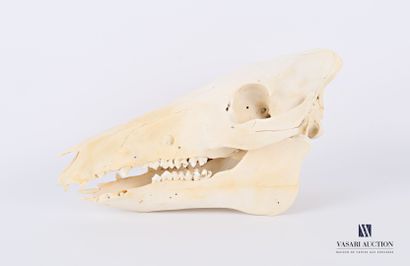 null Skull of a wild boar (Sus Scrofa, not regulated), lower mandible removable

(restorations,...