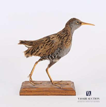null Water rail (Rallus Aquaticus, not regulated) on a wooden base 

Species collected...