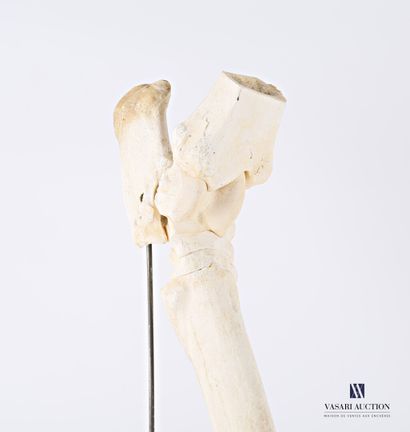 null Osteological mounting of a horse limb (Equus caballus, not regulated)

Height...