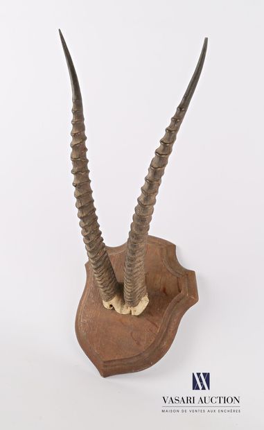 null Thomson's gazelle (Eudorcas thomsoni, unregulated) forehead on wooden escutcheon.

Height...