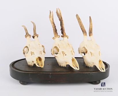 null Set of three deer skulls (Capreolus capreolus, unregulated) on an oblong wooden...