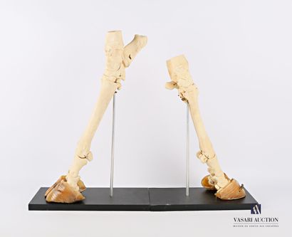null Set including a front leg and a rear leg of a cow (Bos taurus) with osteological...