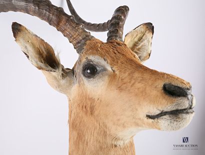 null Tête en cape d'impala (Aepyceros melampus, non réglementé)

Haut. : 88 cm -...