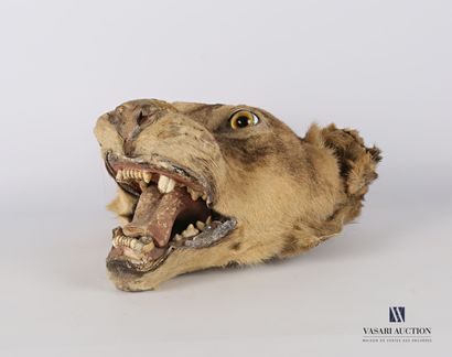 null Lioness head (Fetis leo, appendix 2) with its mouth open.

Very old taxidermy

(wear,...