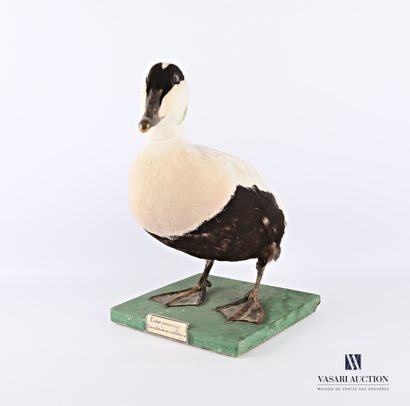 null Taxidermy of a male common eider (Somateria mollissima) on a wooden base

The...