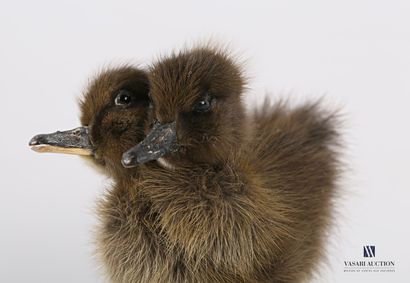 null Double-headed Duckling (Anas platyrhynchos domesticus, not regulated)

Height...