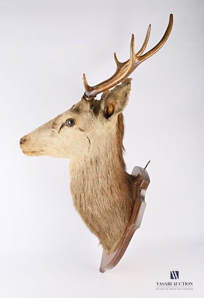 null Trophy of elaphe deer (Cervus elaphus) with six regular horns on a wooden escutcheon.

Height...