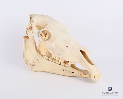 null Zebra skull (Equus quagga bohemi, not regulated), complete with mandible

Height...