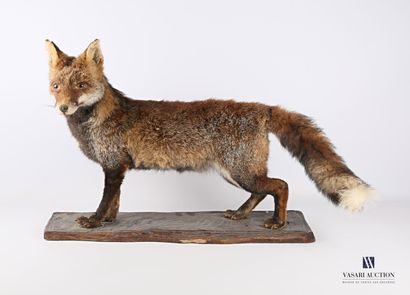 null Adult fox (Vulpes vulpes, unregulated) in winter coat, in its sable variety,...