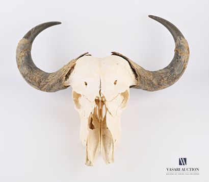 null Caffer buffalo skull (Syncerus caffer caffer, unregulated) 

(cracked horn and...