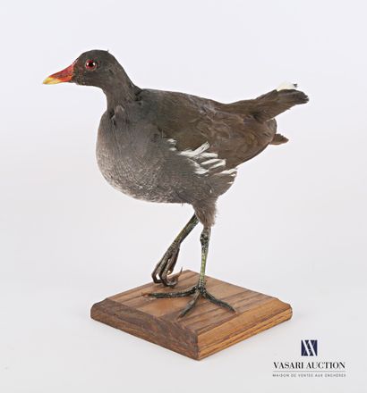 null Water hen (Gallinula chloropus, not regulated) presented on a wooden base

Specimen...