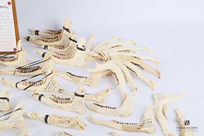 null Important set of deer jaws with scientific annotations. (Capreolus capreolus)

(as...