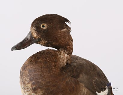 null Tufted duck (Aythia fuligula, not regulated) on a wooden base, specimen collected...