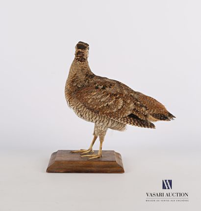 null 
Woodcock (Scolopax scolopax, pre-regulation) on wooden base.




Height : 25...