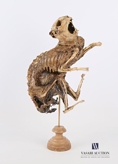 null Mummy of a cat (Felis catus, unregulated) on a turned stand

Height : 44 cm...