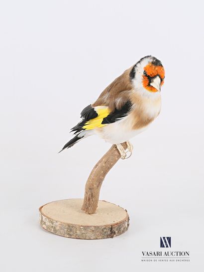 null Branched goldfinch (Fringillidae carduelis) wearing a ring numbered 9NLO153BEC2.717

(element...