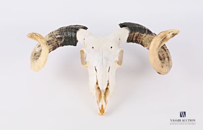 null Skull without lower mandible of a sheep (Ovis aries)

(some accidents)

Height...