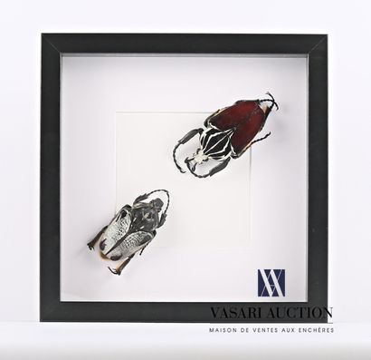 null Glass frame containing two goliaths (Goliathus goliatus, not regulated)

25...