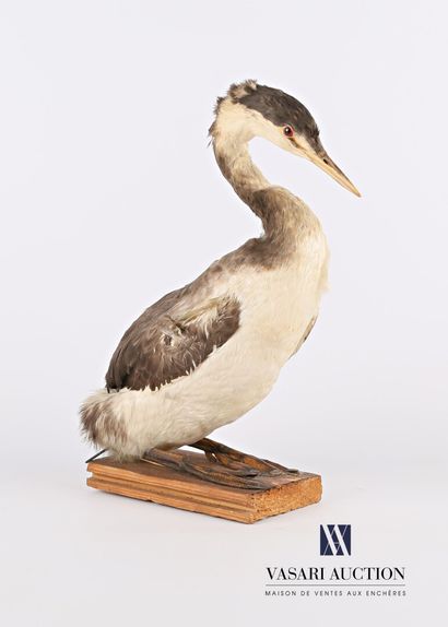 null Great crested grebe (Podiceps cristatus, not regulated) presented on a wooden...
