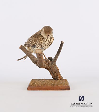 null 
Music thrush (Turdus philomelos, pre-regulation) plugged into a wooden stand.




Height...