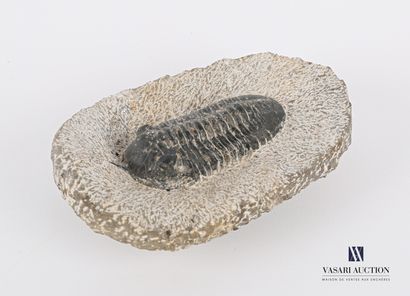 null Fossile de trilobite (Trilobitea spp.) dans sa gangue

(fêlé, recollé)

Haut....