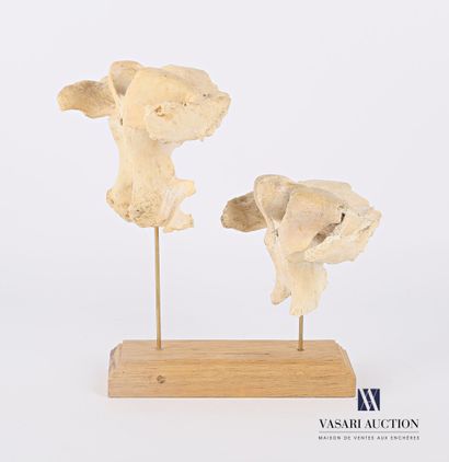 null Set of two atlases (Bos taurus, unregulated) on wooden display stand.

Height...