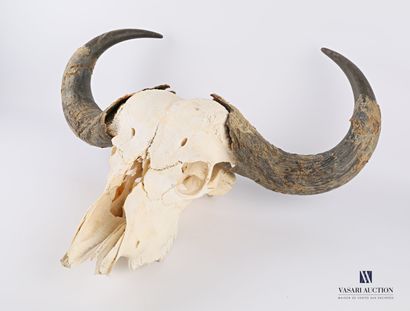 null Caffer buffalo skull (Syncerus caffer caffer, unregulated) 

(cracked horn and...