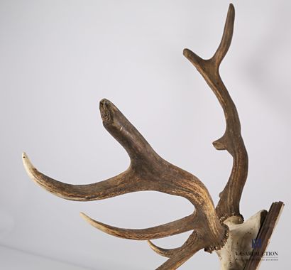 null Elapid deer (Cervus elaphus, unregulated) killing on an antlered crest.

It...